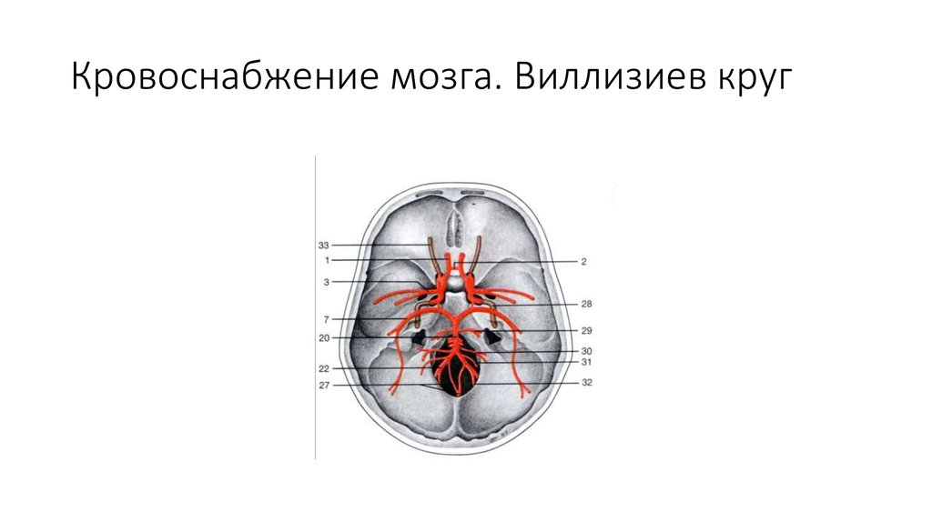 Кровоснабжение мозга схема