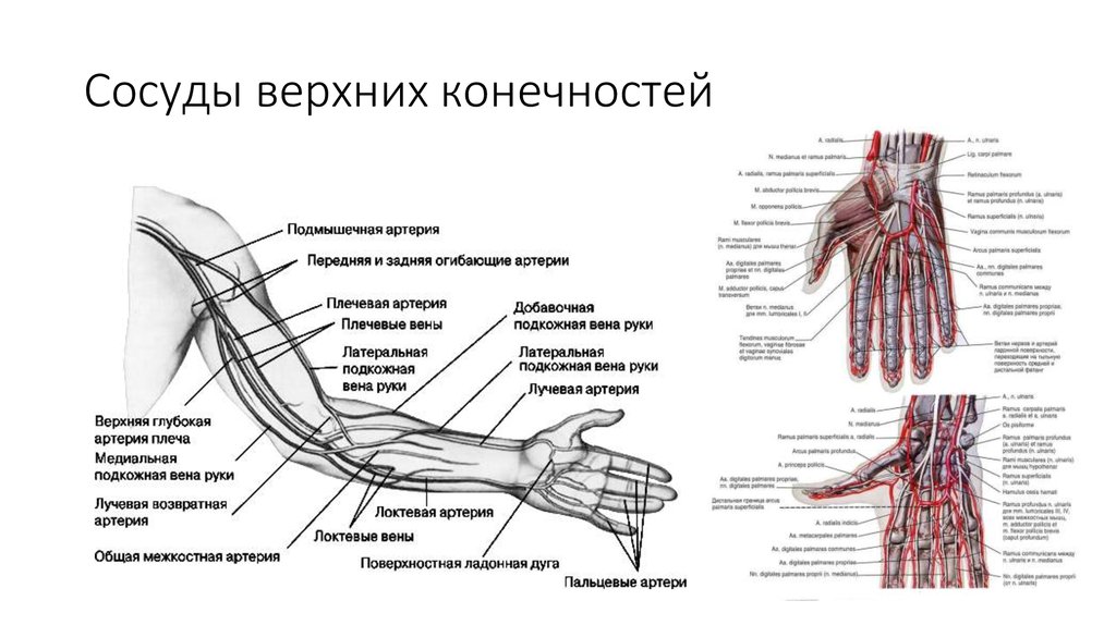 Где находится артерия и вены. Схема артериального кровотока верхней конечности. Анатомия сосудов верхней конечности человека артерии. Вены верхней конечности анатомия схема. Схема артерий верхней конечности схема.