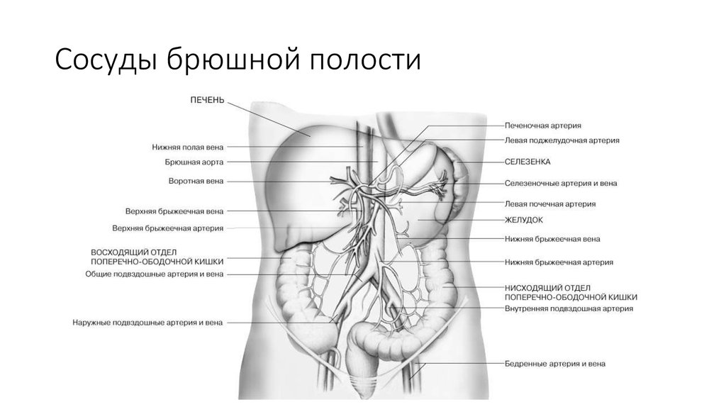Сосуды брюшной полости