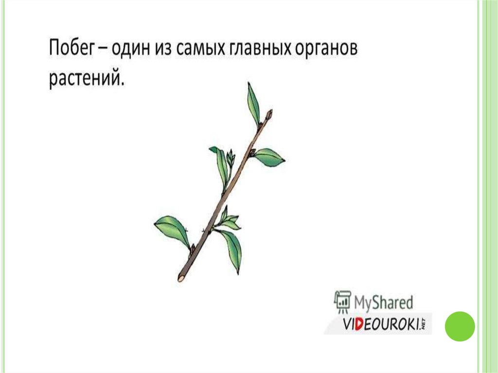 Рост побега. Побег и почки. Побег и почки рисунок. Побег растения карточка. Побег и почки презентация.