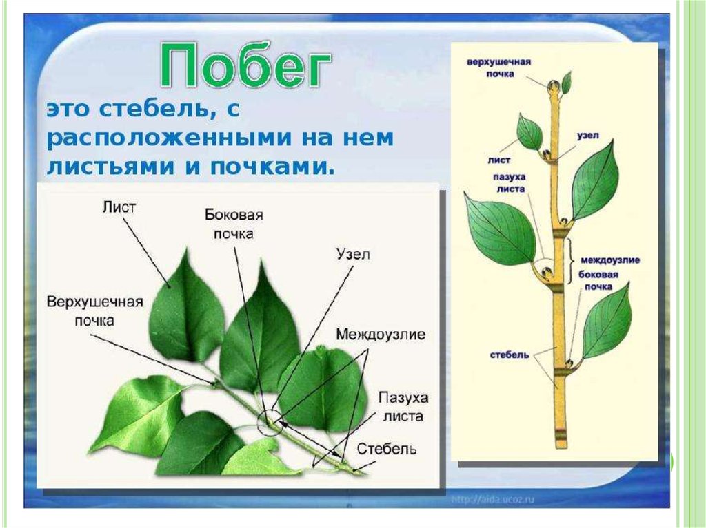 Побег и почки листорасположение и листовая мозаика 6 класс презентация