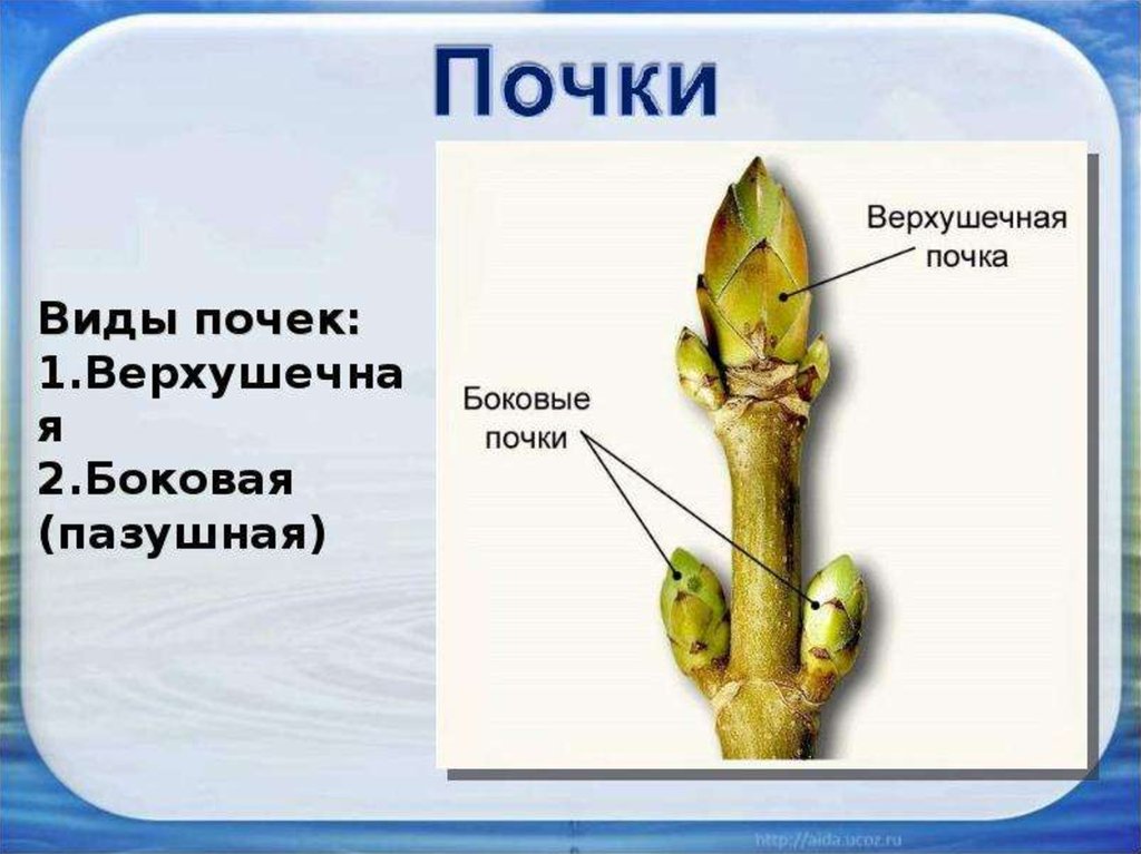 Побег из придаточной почки корня. Верхушечная почка побега. Верхушечные и пазушные почки. Верхушечные и пазушные почки у растения. Верхушечные и боковые почки.