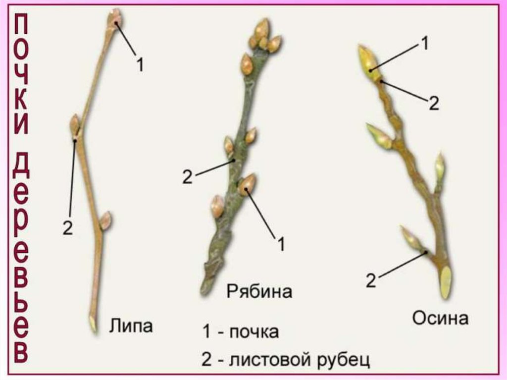 Какие почки указаны на рисунке. Строение побега рябины. Расположение почек на побеге вишни. Биология побег и почки. Расположение почек на стебле.
