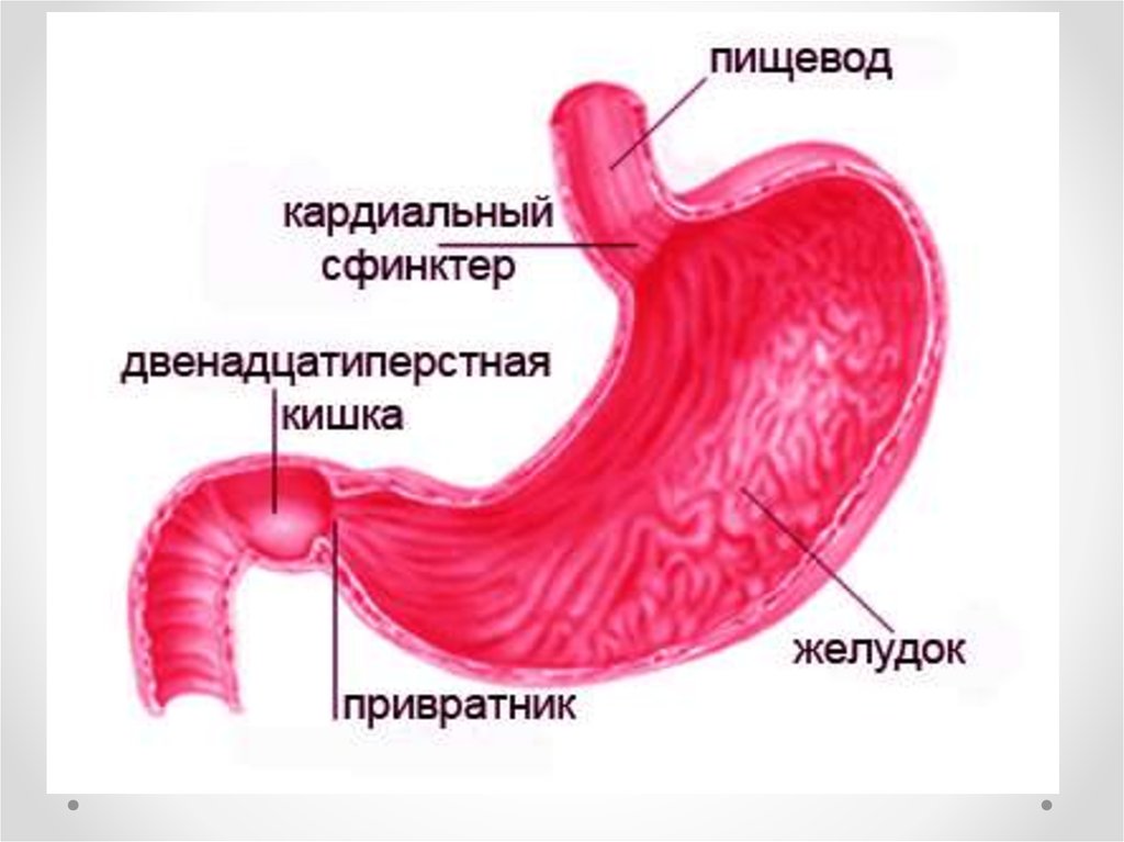 Кто такой привратник. Привратник желудка анатомия. Стеноз пилородуоденальной зоны. Сфинктер 12 перстной кишки и желудка. Рубцовый пилородуоденальный стеноз.