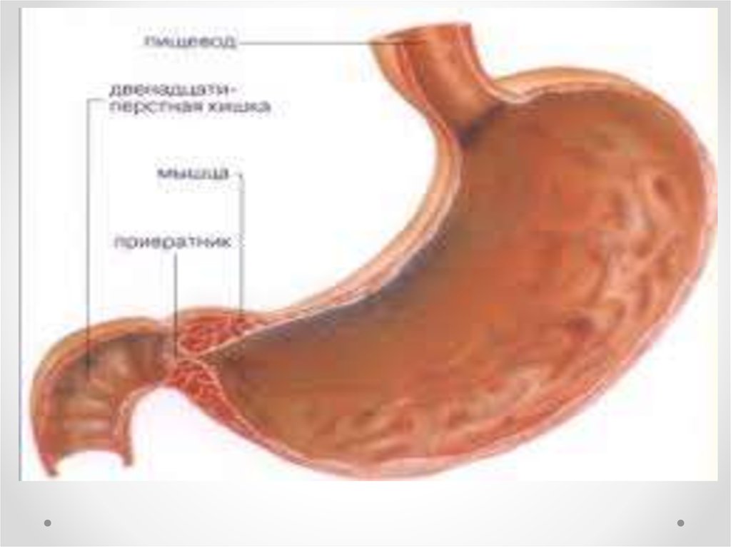 В пищеводе железы расположены в. Пилорический отдел желудка сфинктер. Луковица двенадцатиперстной кишки, пилорический отдел желудка. Привратник двенадцатиперстной кишки. Пилорический сфинктер ДПК.