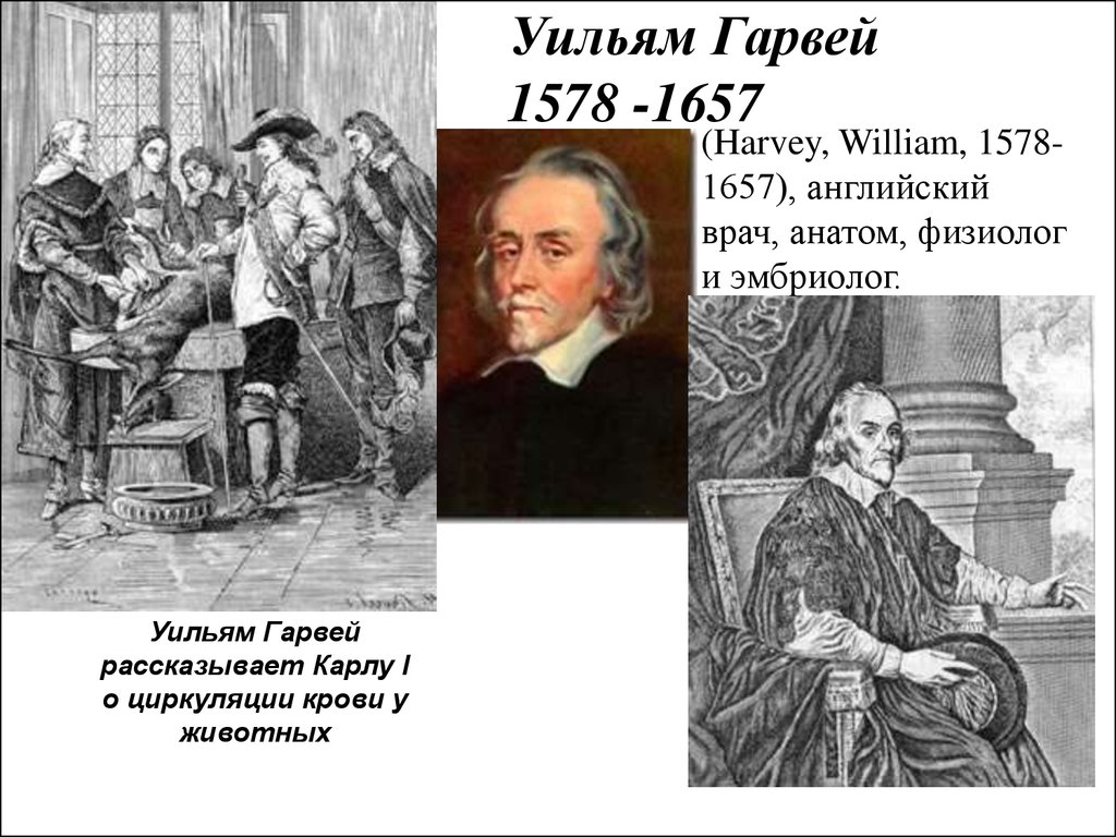 Главной заслугой гарвея является. Уильям Гарвей (1578-1657), английский врач, физиолог и эмбриолог. У. Гарвей (1578—1657). Уильям Гарвей и Карл 1. Эпигенез Гарвей.