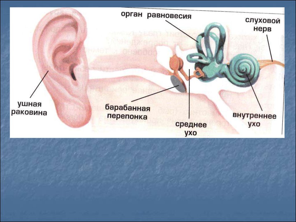 Органы чувств равновесие. Схема строения органа слуха и равновесия. Строение органа слуха человека. Орган слуха и равновесия ухо. Ухо орган равновесия.