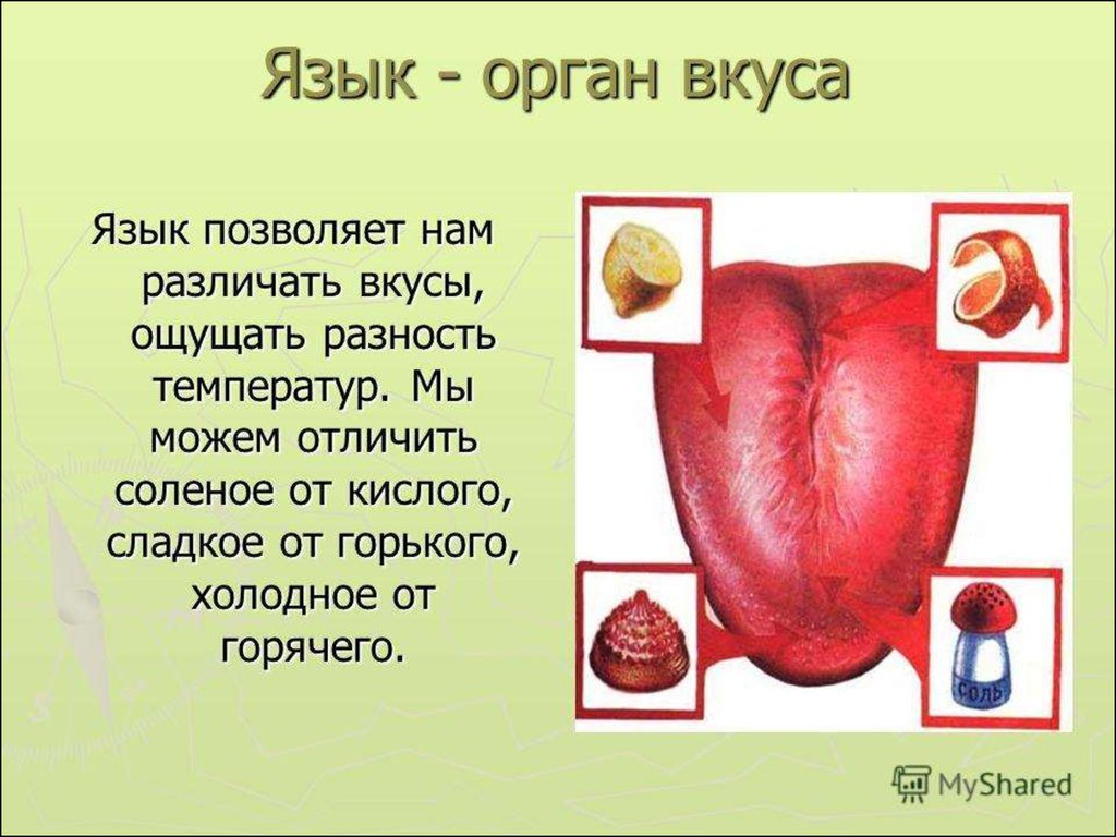 Органы вкуса презентация