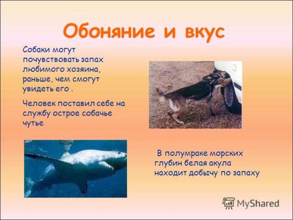 Рыба чувствует запах