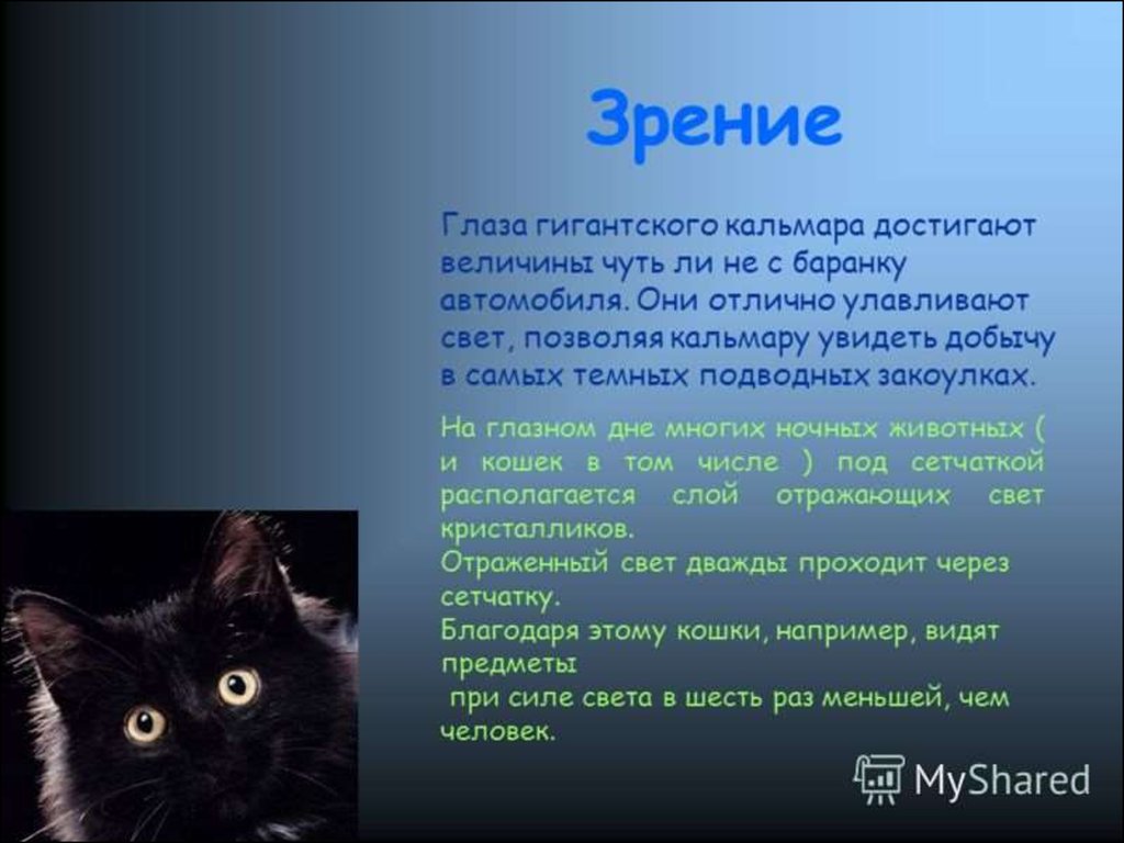 Тем кошки. Доклад о зрении животных. Интересные факты об органах чувств животных. Проект органы чувств животных. Информация о глазах зрении животных.