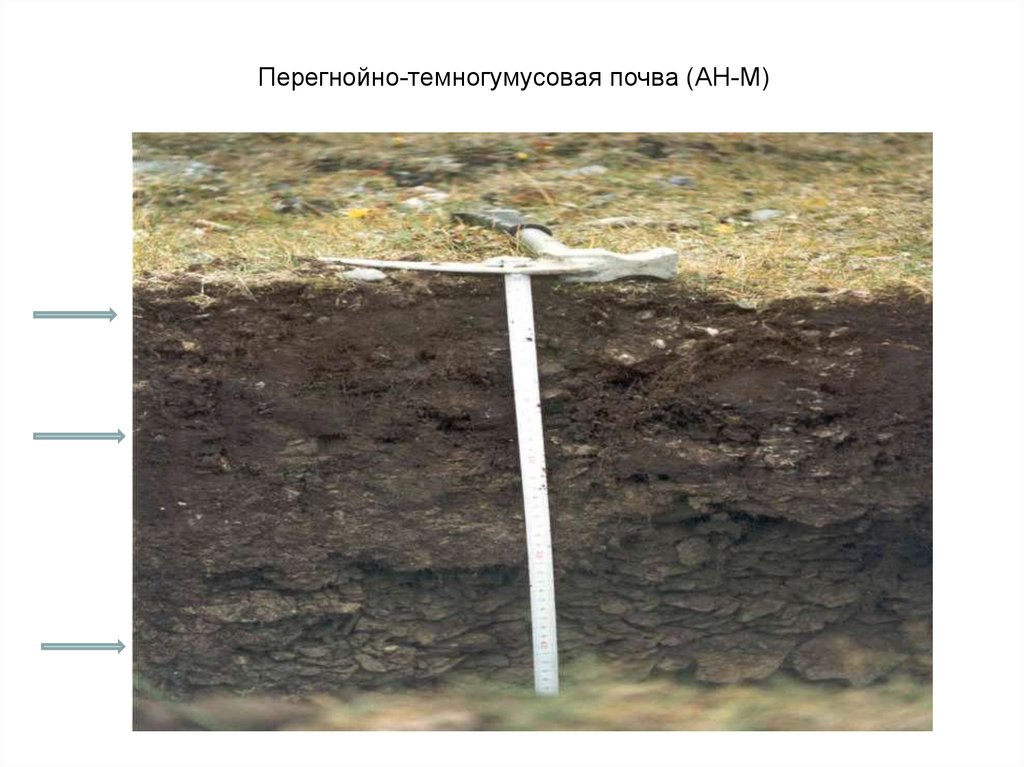 Перегнойно-темногумусовая почва (АН-М)