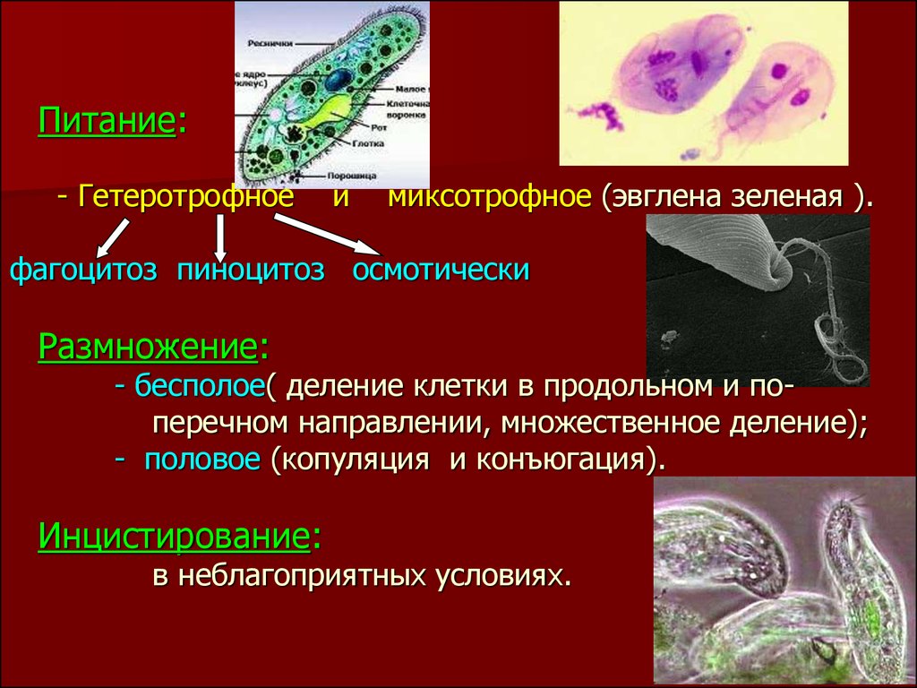 Эвглена зеленая питание. Гетеротрофное питание эвглены зеленой. Питание эвглены зеленой. Эвглена зеленая питание фагоцитоз. Эвглена зеленая фагоцитоз.