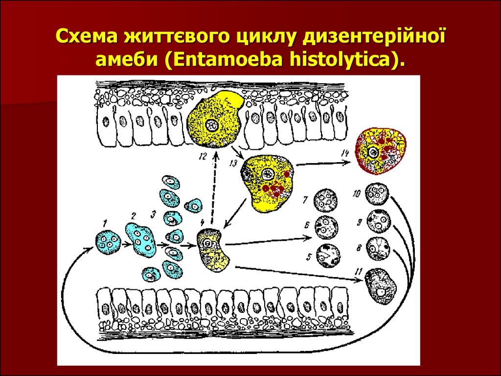 Дизентерийная амеба систематика