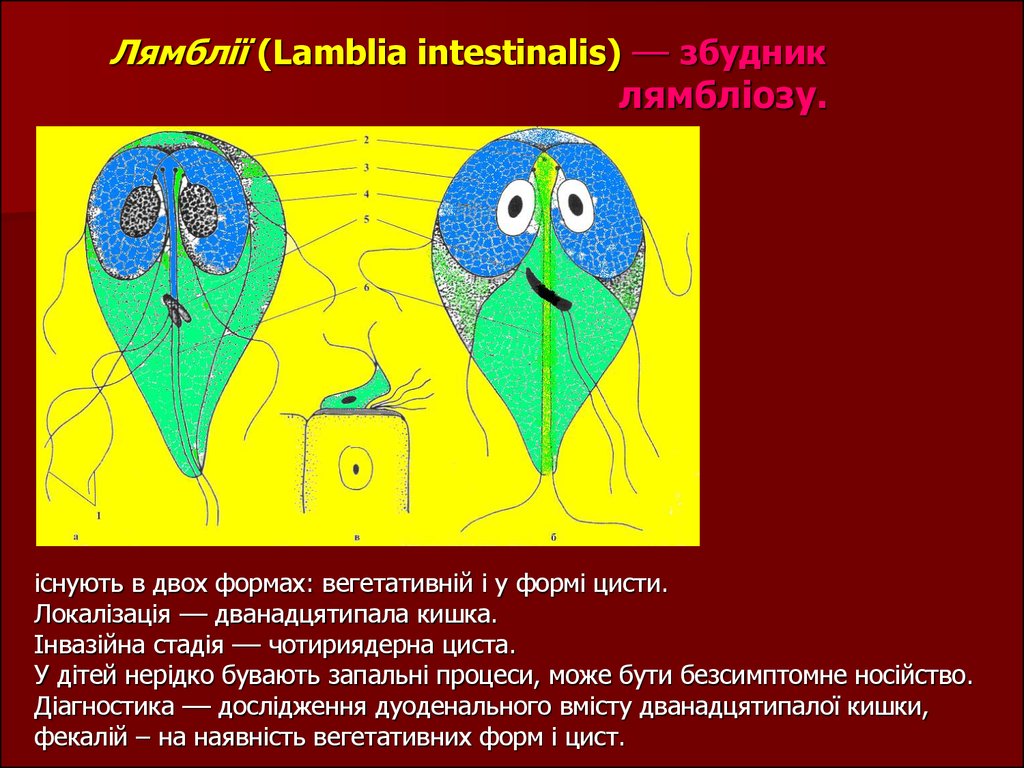 Лямблії (Lamblia intestinalis) –– збудник лямбліозу.