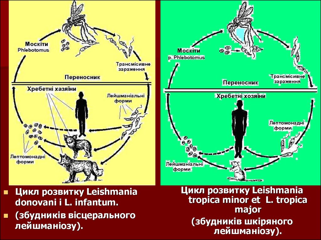 Жизненный цикл возбудителя. Жизненный цикл лейшмании Доновани схема. Схема жизненного цикла лейшмании висцеральной. Схема жизненного цикла висцерального лейшманиоза. Жизненный цикл лейшмании Тропика схема.