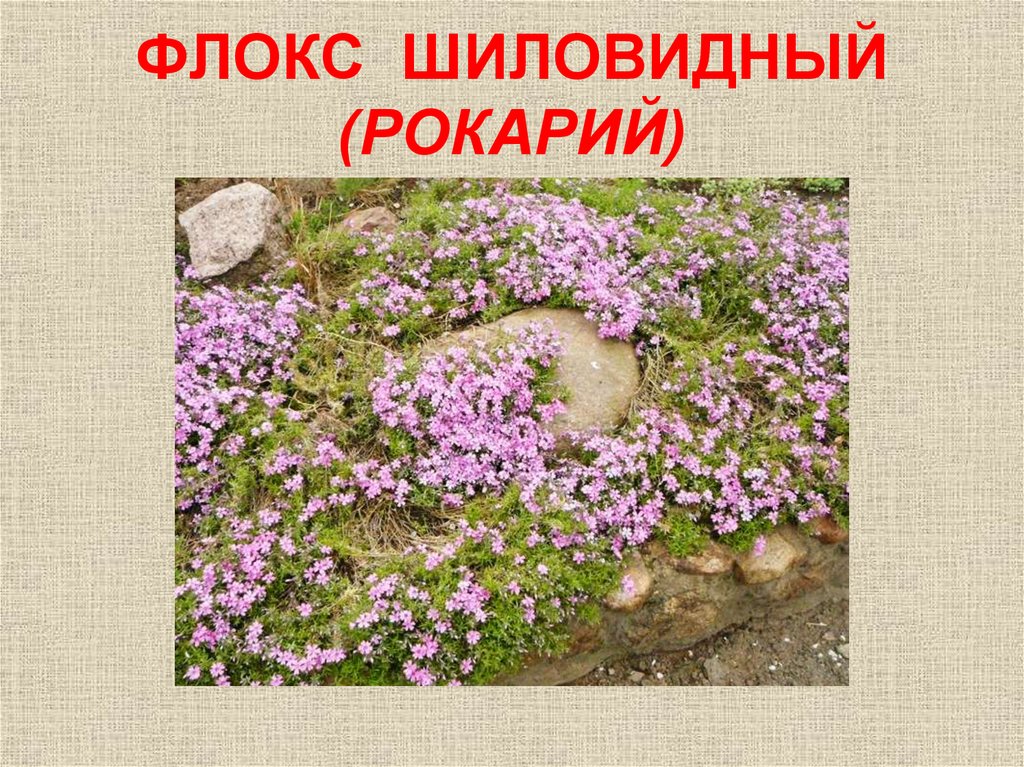 Купить Семена Флокса Шиловидного Многолетник