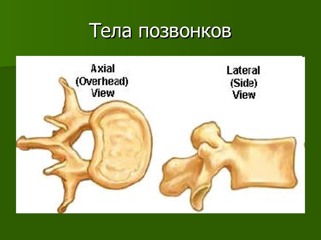 Тела позвонков небольшие