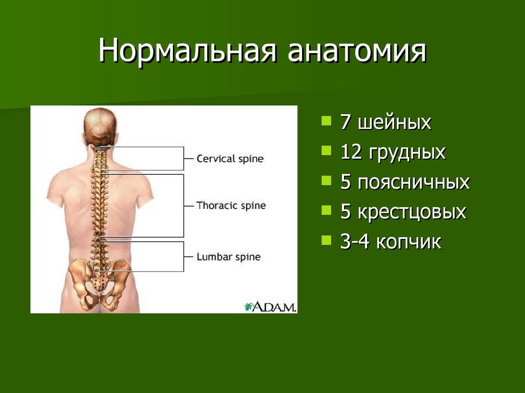 Грудной поясничный крестцовый. Позвоночник человека. Анатомия позвоночника презентация. 7 Шейных 12 грудных 5 поясничных.