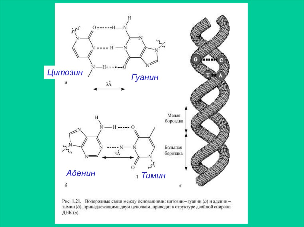 Водородный связи между аденином и тимином. Аденин Тимин гуанин. ДНК аденин гуанин цитозин Тимин. ДНК аденин гуанин цитозин Тимин связь. Аденин гуанин цитозин Тимин урацил формулы.