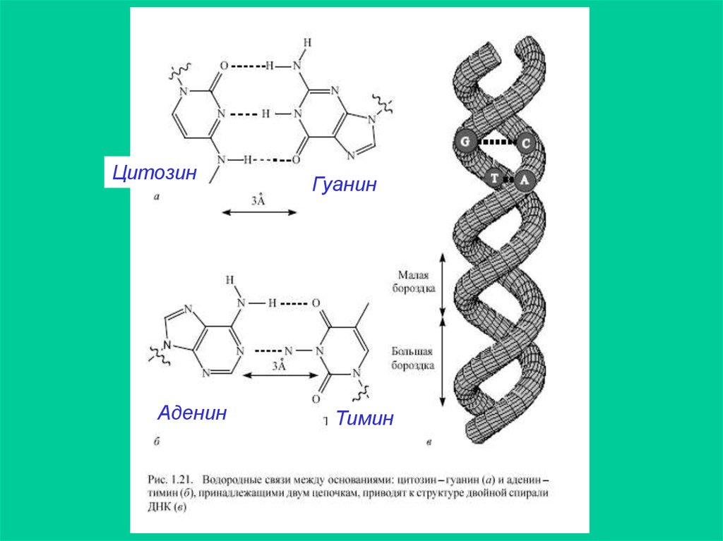 Цитозин в днк. Тимин гуанин цитозин аденин таблица. Аденин и Тимин водородная связь. Гуанин цитозин водородные связи. Гуанин Тимин водородная связь.