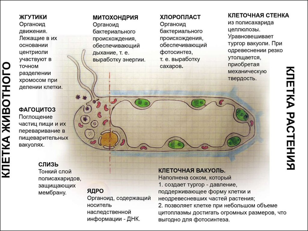 Органеллы передвижения. Схема строения органоидов клетки. Строение и функции органоидов растительной клетки таблица. Схема органелл растительной клетки строение. Функции органоидов растительной клетки кратко.