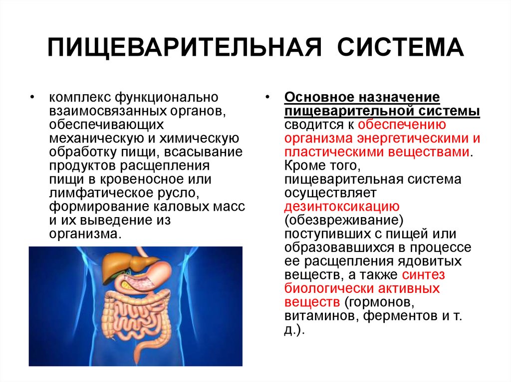 Основные пищеварительные функции