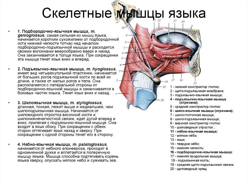 Скелетные мышцы языка