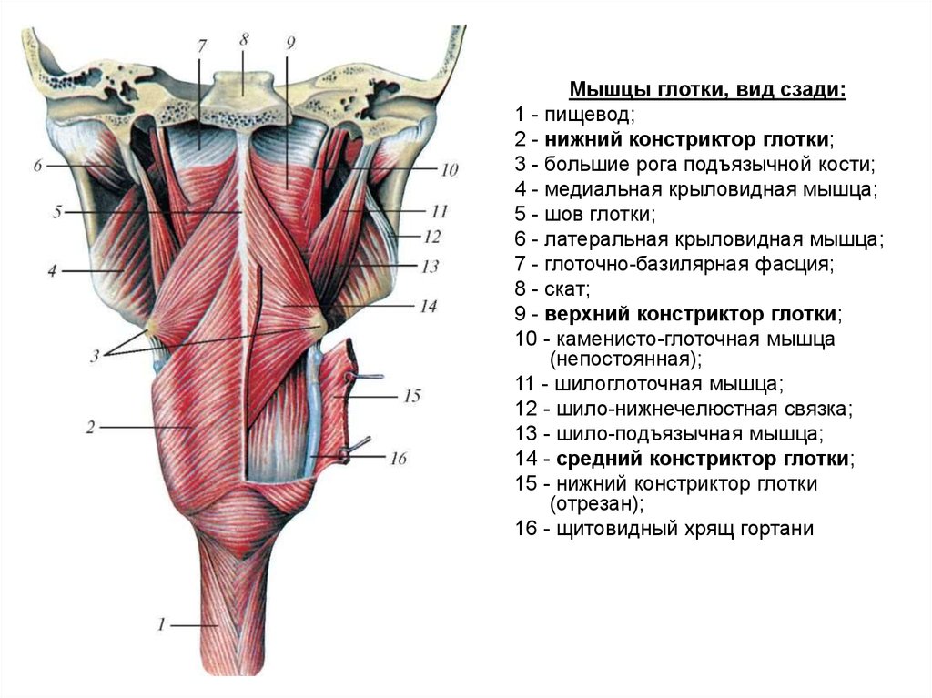Глотка слои. Нижний констриктор глотки анатомия. Верхняя мышца констриктор глотки. Верхний констриктор глотки анатомия. Мышцы гортани схема анатомия.