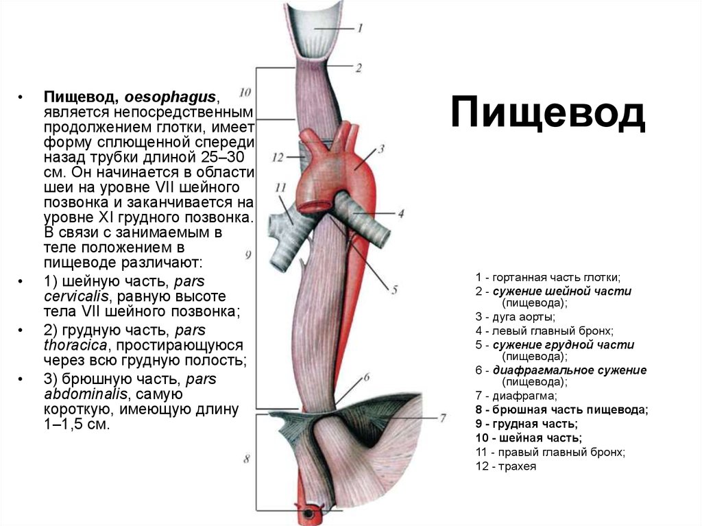 Пищевод строение. Строение пищевода вид спереди. Пищевод вид спереди анатомия. 3 Анатомических сужения пищевода. Пищевод строение анатомия латынь.