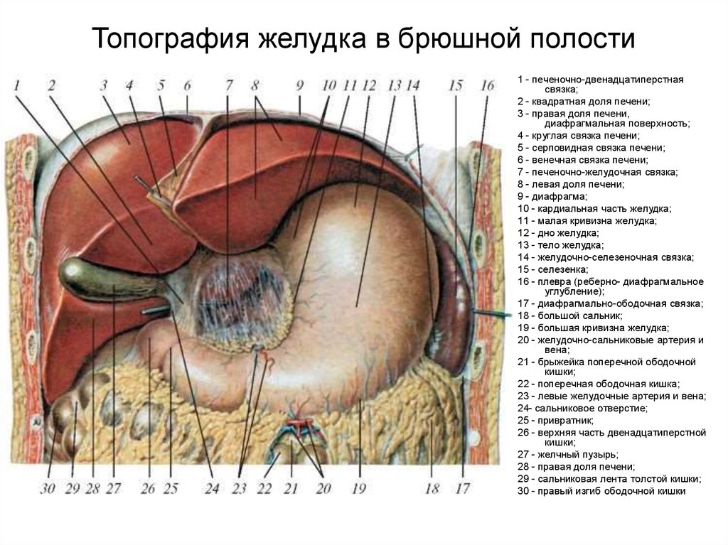 Отверстие в печени. Топография печеночно дуоденальной связки. Печеночно-дуоденальная связка печени анатомия. Печеночно двенадцатиперстная связка печени. Синтопия желудка топографическая анатомия.