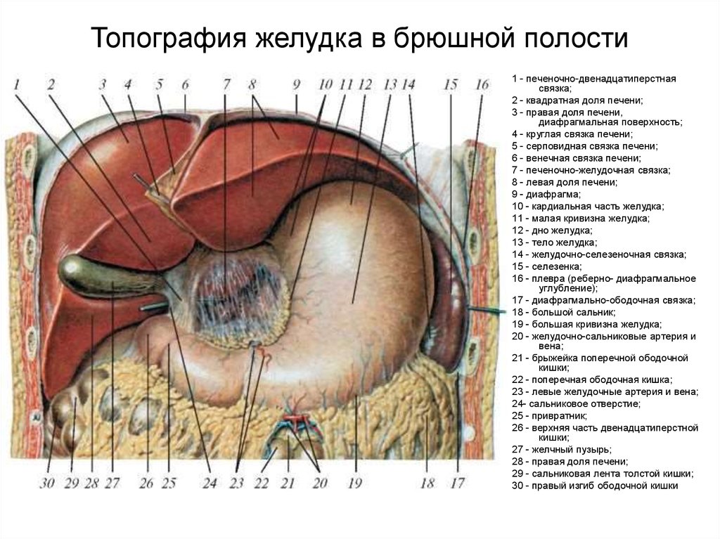 Мало полость. Печеночно-дуоденальная связка печени анатомия. Синтопия желудка топографическая анатомия. Печеночно двенадцатиперстная связка.