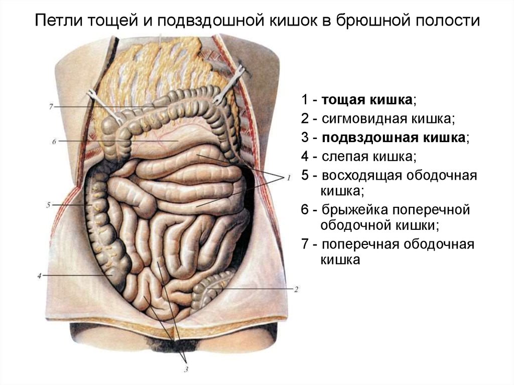 Расположение кишечника у мужчин схема спереди