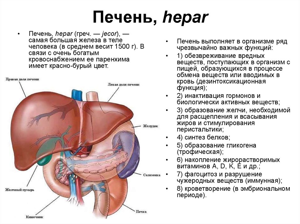 Печень части органа