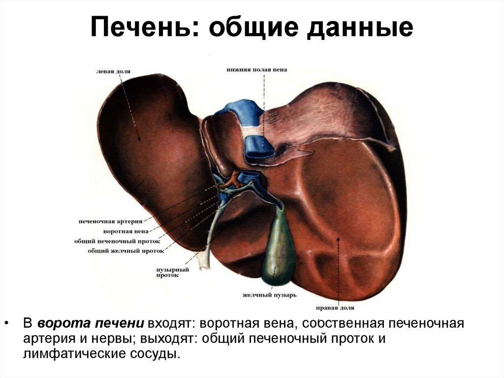 Ворота печени анатомия схема