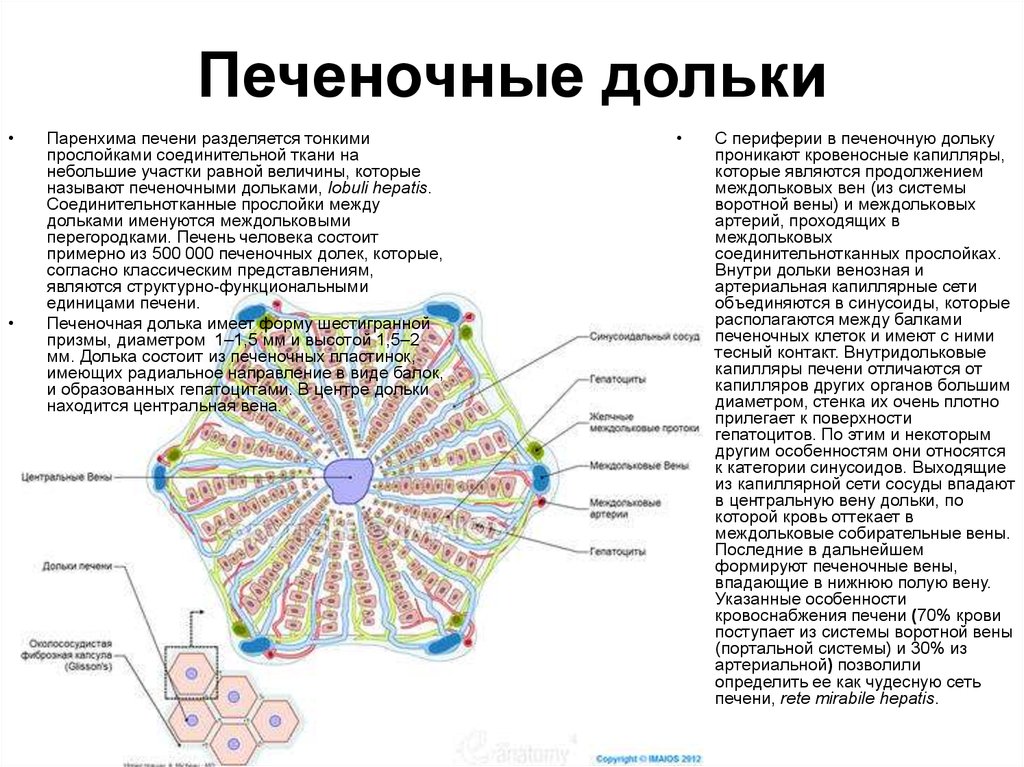 Схема печеночной дольки