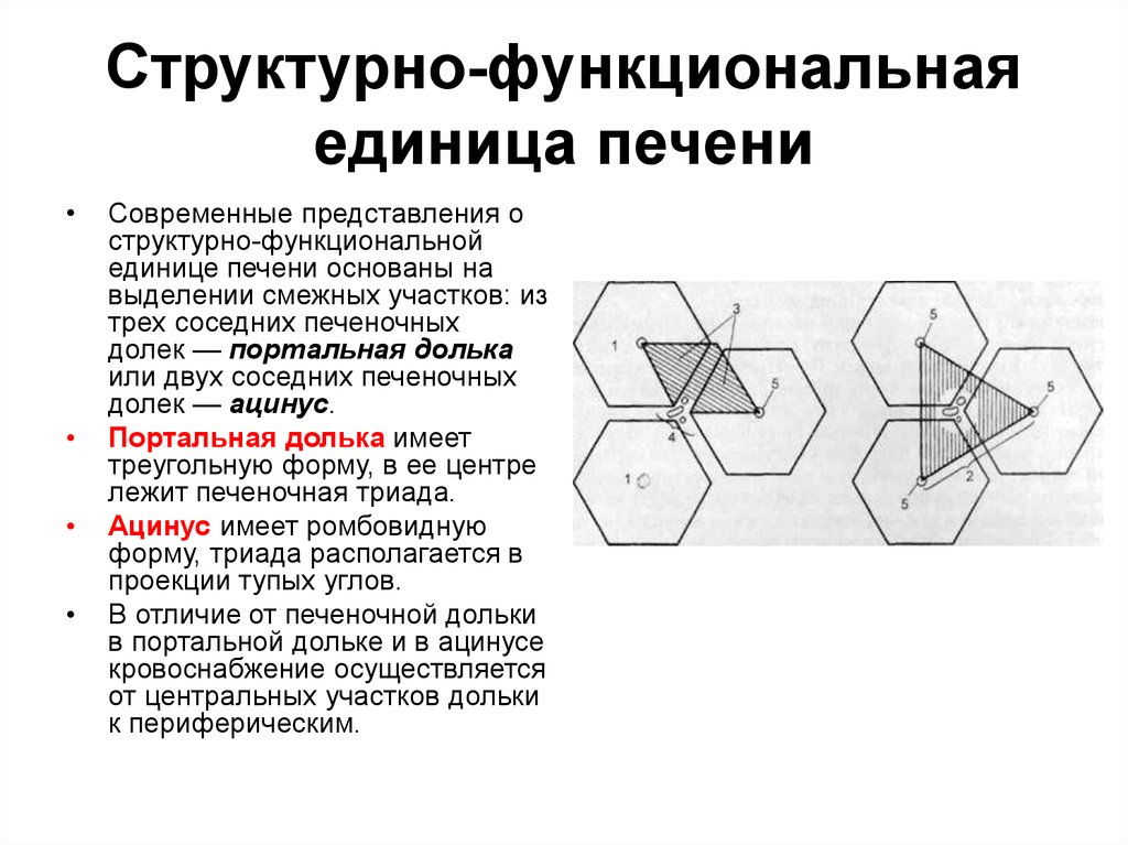 Является структурной. Структура функциональной единицы печени. Основная структурно-функциональная единица печени. Строение структурно-функциональной единицы печени. Структурно-функциональная единица печени печеночная долька.