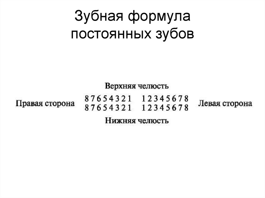 Зубная формула отзывы. Зубная формула. Справка с зубной формулой. Зубная формула обозначения.