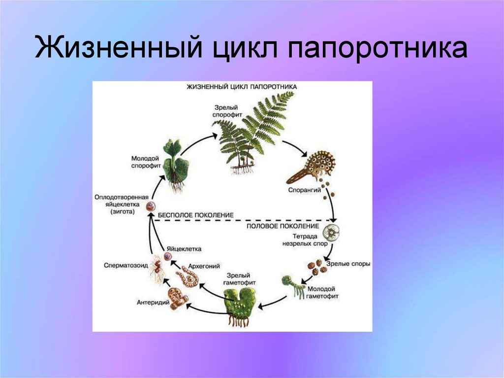 Схема жизненного цикла растения гаметы. Цикл размнодения папоротниак. Цикл размножения папоротников. Жизненные циклы растений гаметофит и спорофит. Жизненный цикл папоротника орляка.