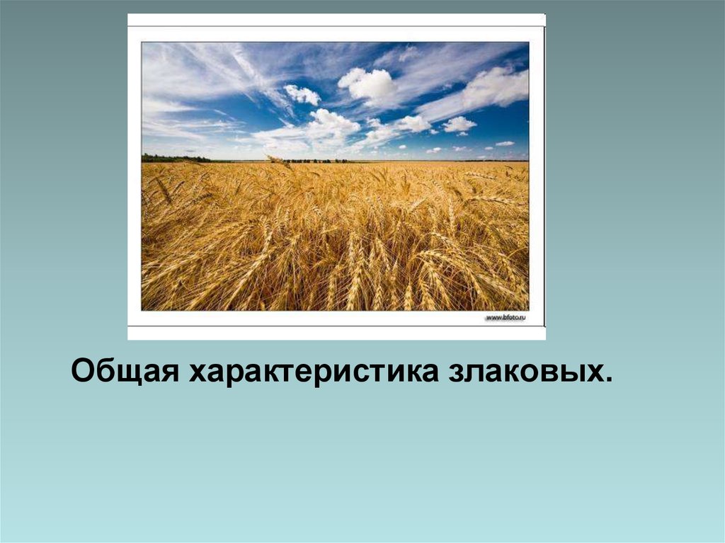 Семейство злаковые на сыпучих песках. Семейство злаковые общая характеристика. Семейство злаковые презентация. Характеристика злаковых.