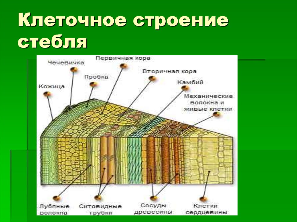 Сердцевина какая ткань у растений. Внутреннее строение стебля(побег). Строение стебля растения ткани. Строение древесного стебля 6 класс. Внутреннее строение стебля Пономарева.