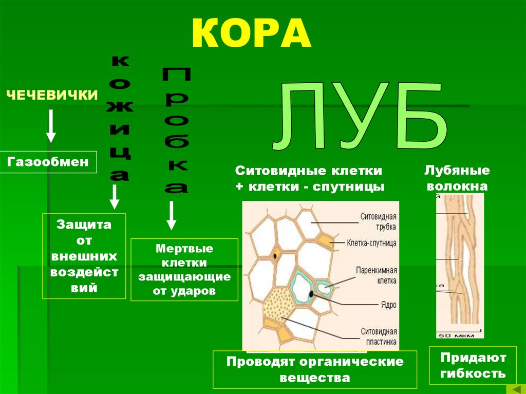 Особенности строения клеток зоны