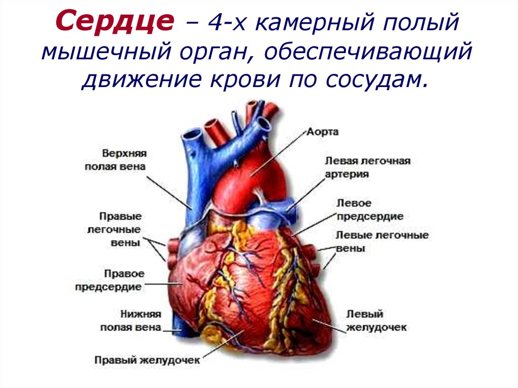 Виды сердечно сосудистой системы. Сердечно сосудистая система. Сердечная система. Сердечно сосудистая система презентация. Движение крови в сердечно сосудистой системе.