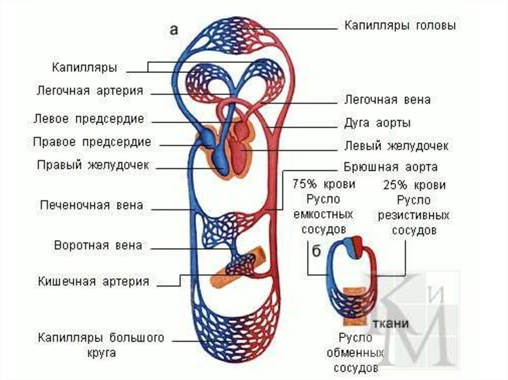 По артериям большого круга кровообращения у человека. Круги кровообращения человека схема. Кровеносный круг кровообращения схема. Нарисуйте схему кругов кровообращения. Круги кровь кровь кровообращения схема.