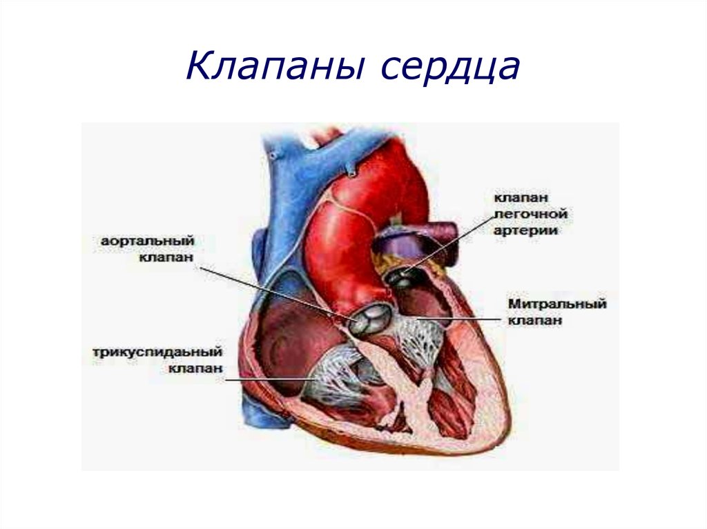 Насколько сердце. Строение сердца человека клапаны сердца. Строение клапанов сердца. Строение и расположение клапанов сердца. Клапаны сердца человека анатомия.