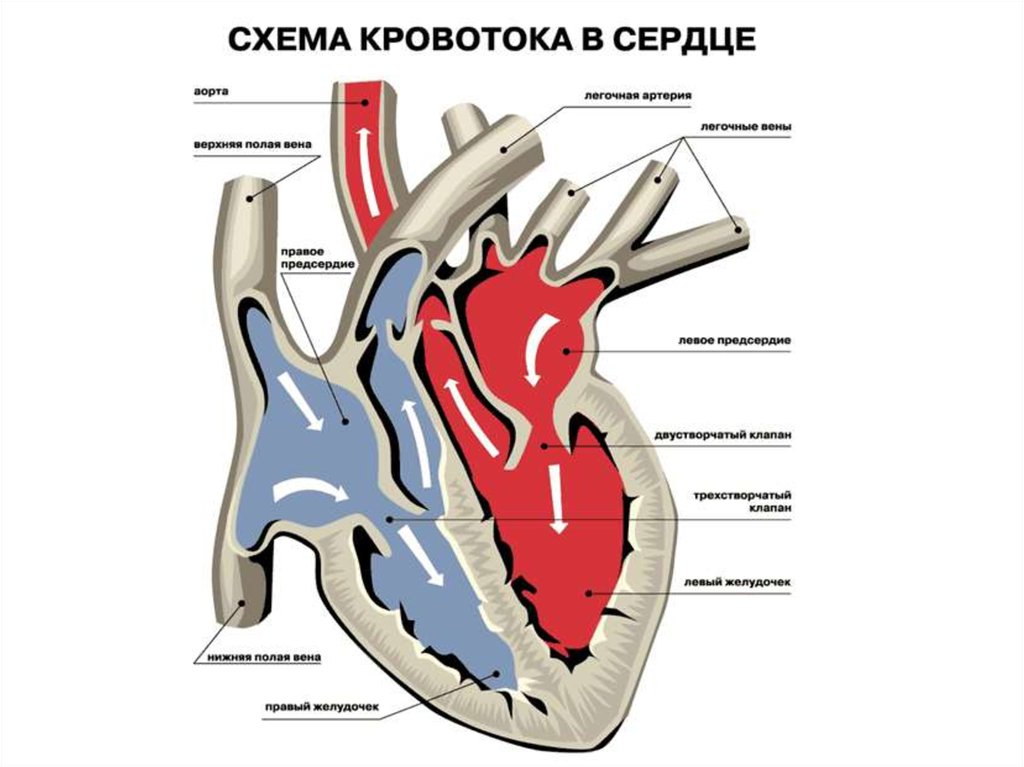 Схема кровотока в сердце