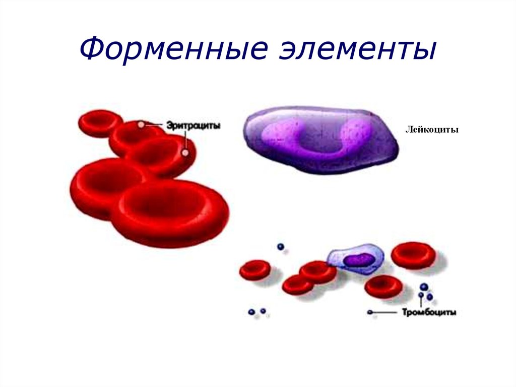 Лейкоциты рисунок карандашом