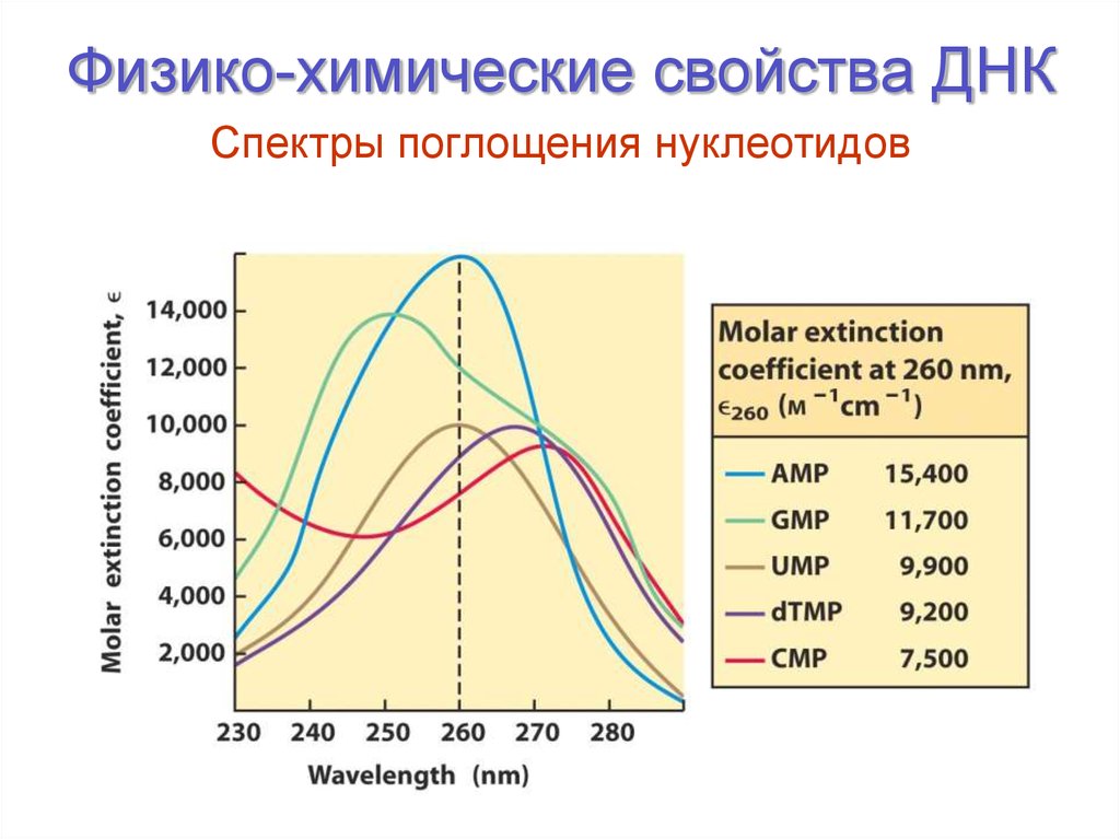 Физико-химические свойства ДНК