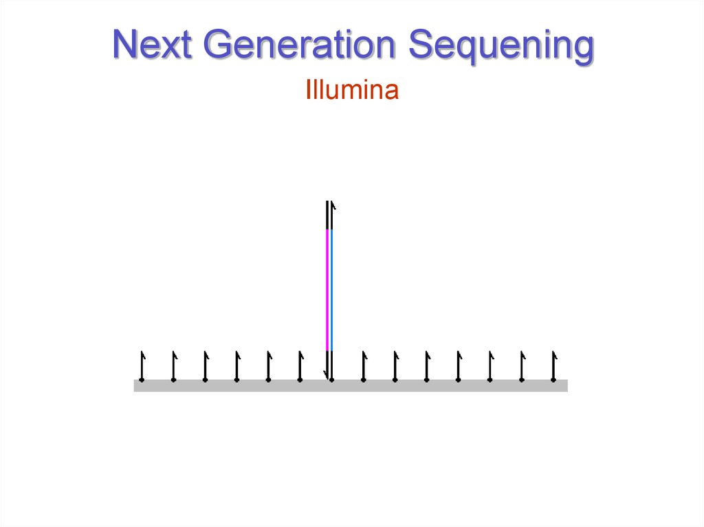 Next Generation Sequening
