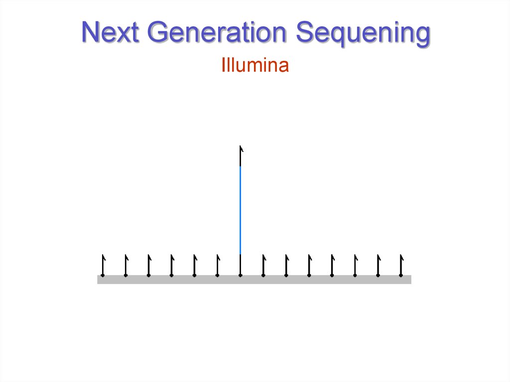 Next Generation Sequening