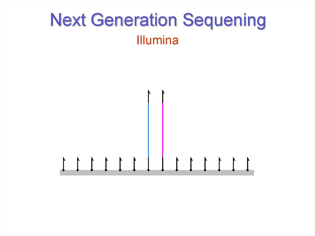 Next Generation Sequening